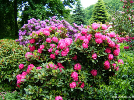 Wachwitz Rhododendronpark